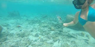 水下:游客在给几条被漂白和破坏的珊瑚礁上的鱼喂食