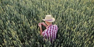 俯视图:一位男性农民正在一片仍是绿色的麦田里工作
