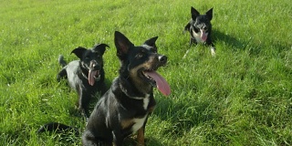 图片:三只可爱的边境牧羊犬在凉爽的草地上喘气。