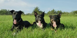 照片:三只可爱的黑小狗躺在草地上。