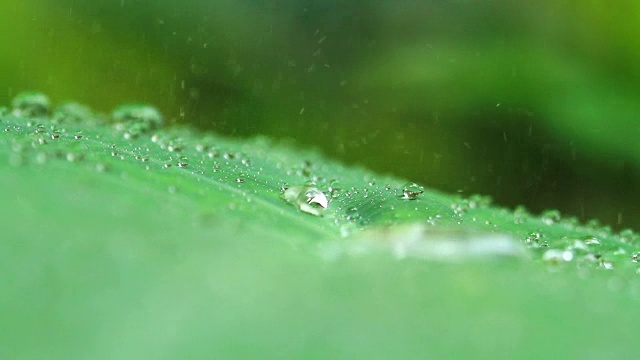 雨滴落在热带树叶上