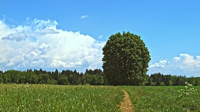 完全循环:大树在草地上的冬天，春天，秋天和冬天