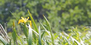 风中的黄花蝴蝶花