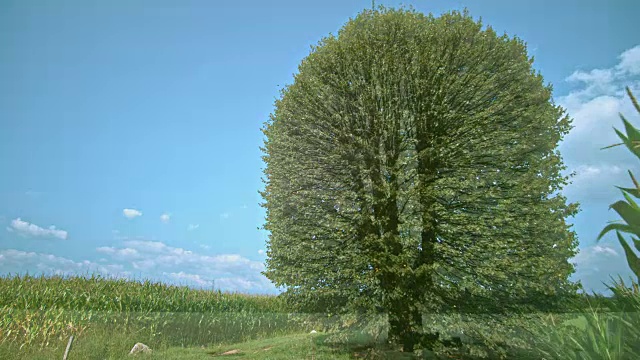 完全循环:在不同季节草地上的一棵高大的树