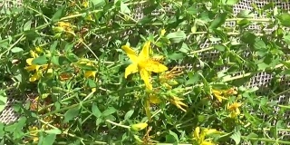 在粗麻布上采集的圣约翰草。夏季药用植物的收获。全景运动摄像机与斯坦尼康