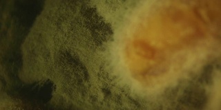 红豆毛口菌的视频拍摄