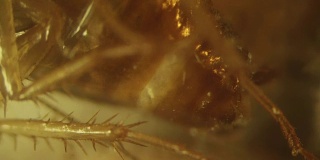 部分死德国蟑螂(腿)寄生霉菌。高放大倍数的视频