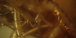 死德国蟑螂躺在霉菌菌落上。高放大倍数的视频