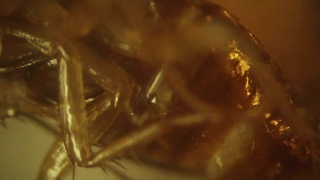 死德国蟑螂躺在霉菌菌落上。高放大倍数的视频视频素材模板下载