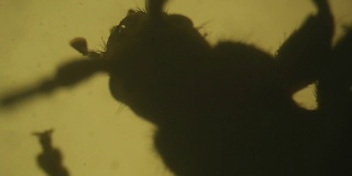 显微镜下粗腿花甲虫的视频拍摄运动
