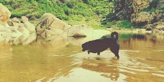 狗拉布拉多的宠物好玩水