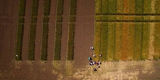 带着不同品种的小麦飞过田野。科学家们正在测试疾病对黑麦和小麦的影响