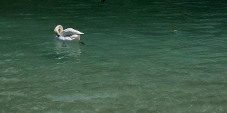 一只天鹅在法国安纳西湖快乐地游泳