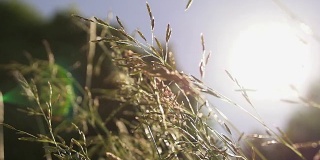 阳光在草地上