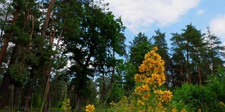 夏日的树林和黄花。自然森林景观。