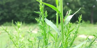 森林动植物