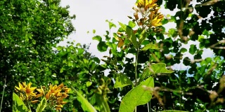 春天森林里的小黄花的特写。野生自然。