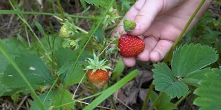 草莓的特写。孩子考虑一个成熟的红草莓生长在绿色的灌木和撕下它。