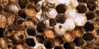 白杨巢的蜂巢，幼虫在里面蠕动，循环无缝旋转