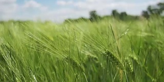 田间的幼绿小麦和小穗。慢动作