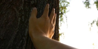 用手抚摸树，感受自然