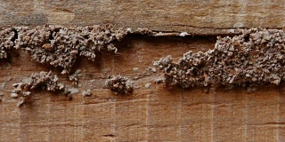 4k近距离拍摄，微距白蚁或白蚁在分解的木头上。也是木房子的敌人。