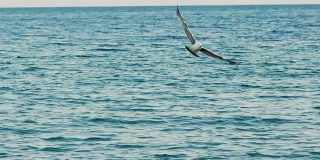 海鸥在慢镜头中飞翔