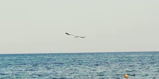 海鸥在海面上飞翔。