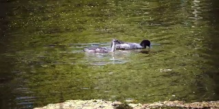 大抹刀是一只小鸭子，漂浮在水中，在阳光明媚的日子里潜水