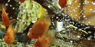 金鱼在鱼缸里游泳，气泡