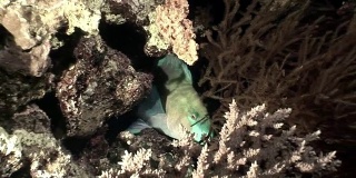 生锈的鹦嘴鱼从珊瑚红海下探出头来。