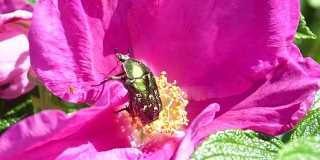 甲虫爬在开花的蔷薇上