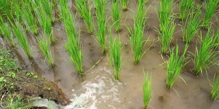泰国清迈班帕邦派山部落村，稻田里的秧苗，水从自然流向田野:俯视图。