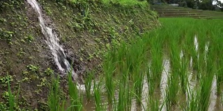 泰国清迈班帕邦派山部落村，稻田里的秧苗，水从自然流向田野:俯视图。