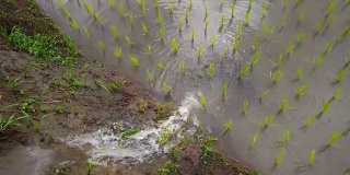 泰国清迈班帕邦派山部落村，稻田梯田里的秧苗，水从自然流向田野:俯视图。