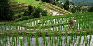 泰国清迈的班帕邦派山部落村，稻田梯田秧苗层景观，周围是大自然的水