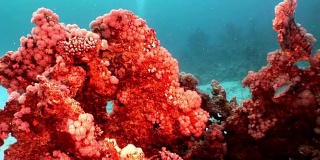 红海水下的珊瑚。