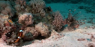 水下放松视频关于红海珊瑚礁。