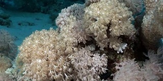 水下放松视频关于红海珊瑚礁。