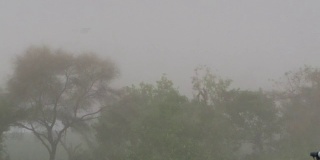 在视频中，台风沙暴与不知名的人鞭打树木