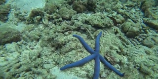水下珊瑚上的蓝色和红色海星，4千块