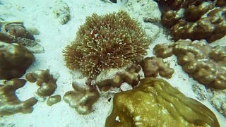 小丑鱼的庇护所和水下海葵视频素材模板下载