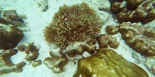 小丑鱼的庇护所和水下海葵