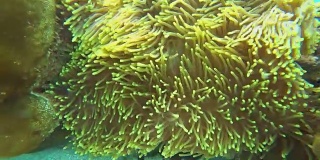 海底珊瑚上的海葵植物，4k