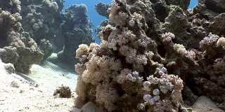 水下放松视频珊瑚礁在纯净透明的红海。