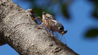 美丽的自然风光宏蝉。眼睛和翅膀细节。蝉虫贴在热带雨林的树上。视频素材模板下载