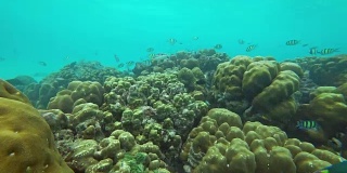 安达曼海的珊瑚和大量的鱼