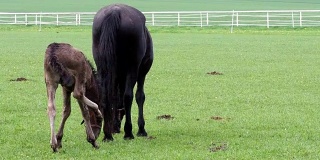 黑色克拉鲁比亚马，母马和小马驹