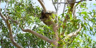 澳大利亚树公园里的考拉