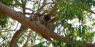 澳大利亚树公园里的考拉